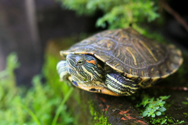 istock Brazilian tortoise. 1475592388