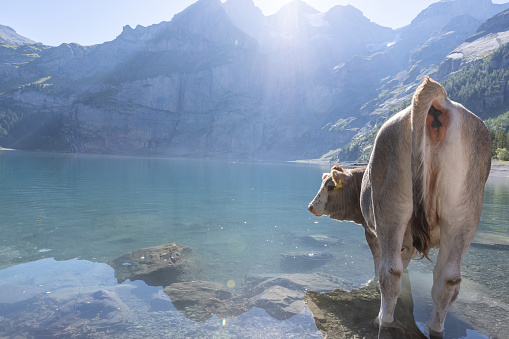 Two thoughtful cows lie on the green grass against the backdrop of a picturesque lake and mountain slope