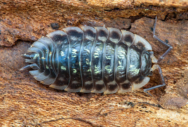 istock Single armadillo bug, woodlouse, Oniscus asellus on a piece of bark, Lithuania 1475595199
