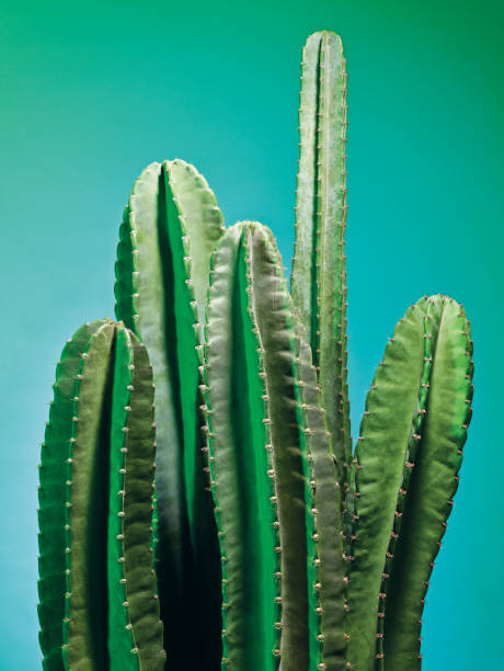 istock Cactus-colorful-green-blue-background 1475596174