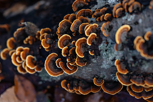 Trees, vegetation, moss, mushrooms of a winter in a deciduous forest. Wood-decay fungus