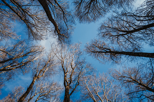 The tops of birch trees against the blue sky. Spring time. Bottom-up view. Frame of tree crowns. Early spring