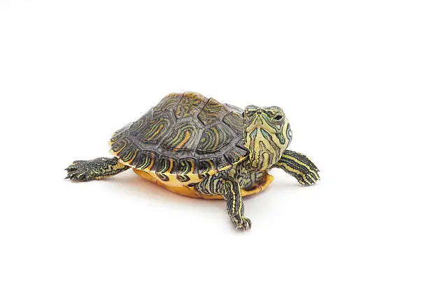 funny turtle on white background