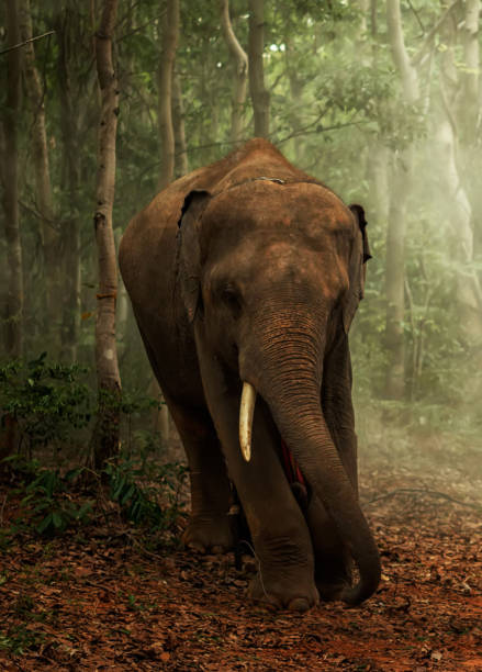 istock Beautiful Burma wildlife pictures 1475606236