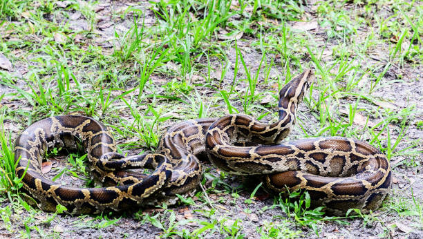 istock Beautiful Burma wildlife pictures 1475606237