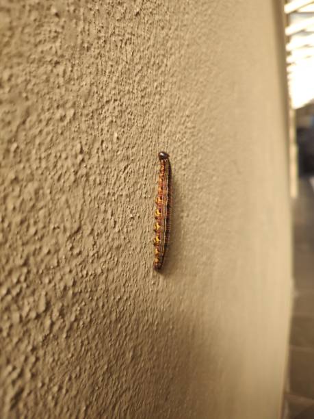 caterpillar pupa that turns into a butterfly, isolated on a wall stock photo