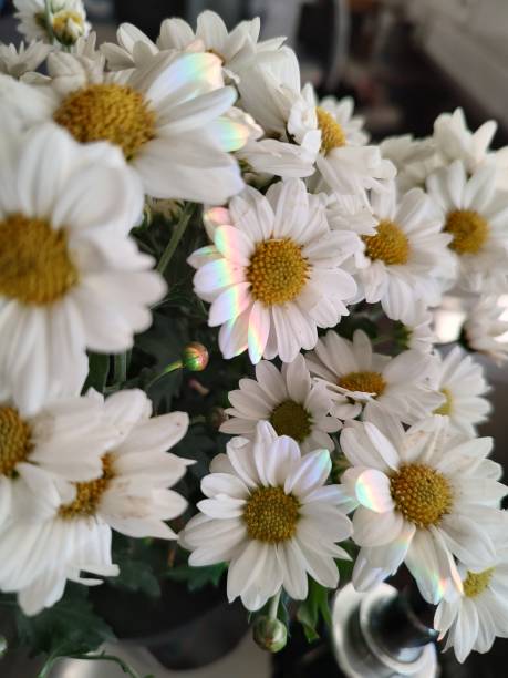 white daisy flowers with a small rainbow on top full stock photo