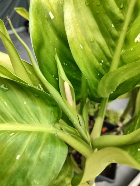 plant flower foliage "with me no one can" scientific name "Dieffenbachia seguene" stock photo