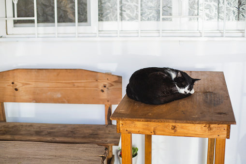 Domestic animal, Domestic cat, sleeping, table