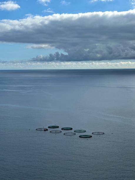 istock Aquaculture Fish Farm 1475611833