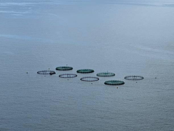 istock Aquaculture Fish Farm 1475611856