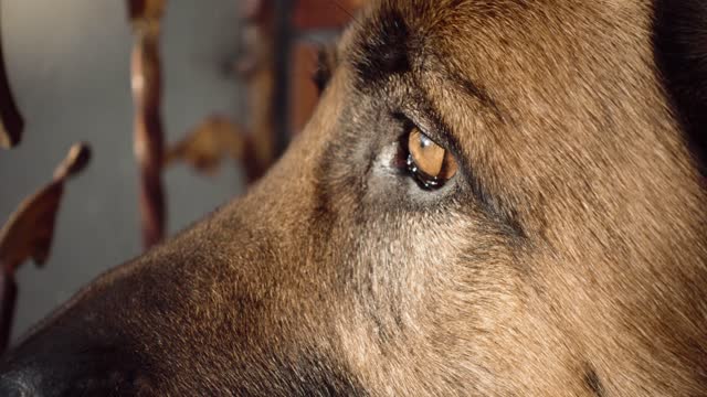 Dog Eye Close Up. German Shepherd  Portrait with Yellow Eyes. Head of a German Shepherd Dog, Profile, Side View