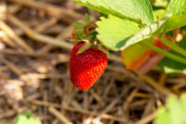 日光��の下で茂みの上の赤いイチゴ - strawberry plant bush cultivated ストックフォトと画像