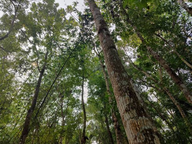 istock Close up  green beautiful  tree Against  sky 1475613613