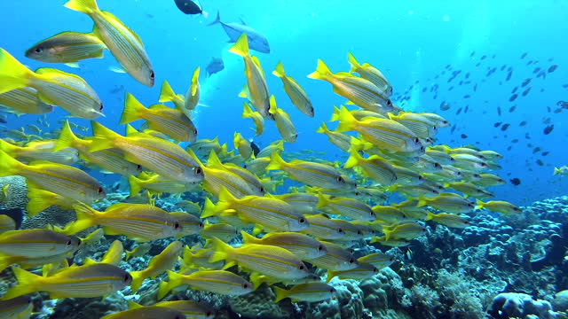 A herd of schooling fish in clear water during daytime.