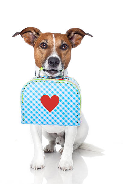 istock dog with a small luggage 147561490