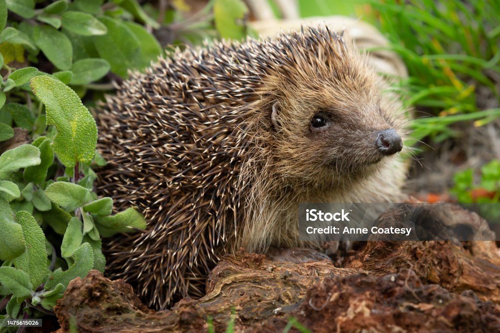 Hedgehog, close up of a wild, native, European hedgehog, Scientific name: Erinaceus europaeus foraging in a herb garden with Sage and Chives Hedgehog, close up of a wild, native, European hedgehog, Scientific name: Erinaceus europaeus foraging in a herb garden with Sage and Chives.   Facing right.  Horizontal. Copy space. Hedgehog Stock Photo