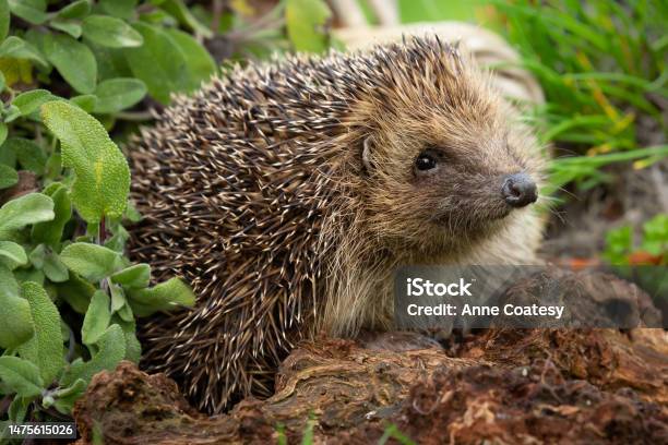 Hedgehog Close Up Of A Wild Native European Hedgehog Scientific Name Erinaceus Europaeus Foraging In A Herb Garden With Sage And Chives Stock Photo - Download Image Now