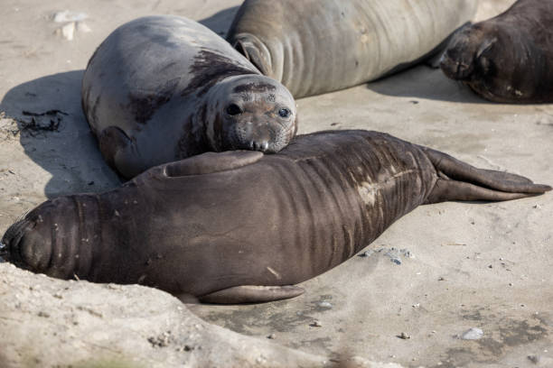 Elephant Seals in the Wild stock photo