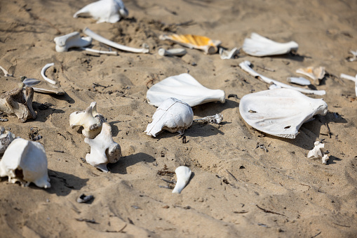 High quality stock photos of Elephant Seal bones lying on the shore at Ano Nuevo in California.