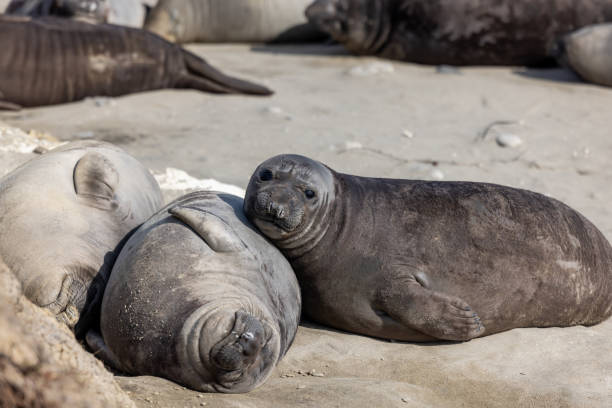istock Elephant Seals in the Wild 1475617196
