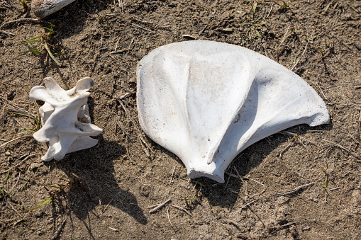 High quality stock photos of Elephant Seal bones lying on the shore at Ano Nuevo in California.