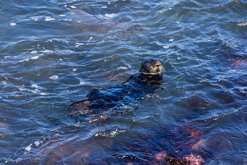 Sea Otter Off Coast Of Homer, Alaska