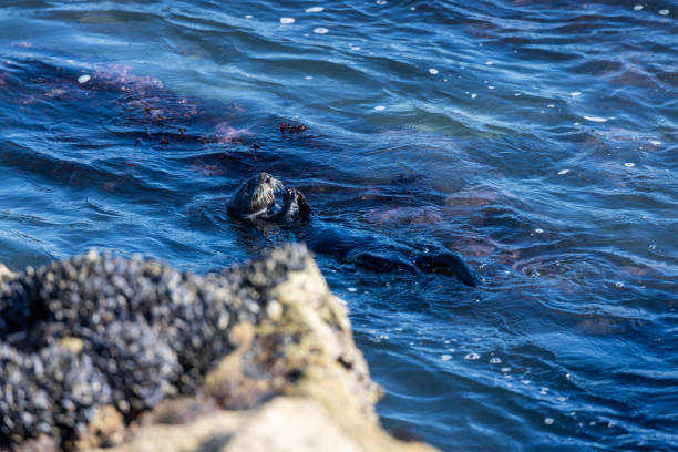High quality stock photos of wild otters in the Monterey Bay and Elkhorn Slough in Moss Landing.