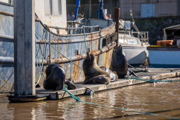 High quality stock photos of sea lions  in the Monterey Bay and Elkhorn Slough