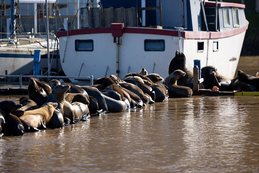 Morro Rock and fishing harbor docks in Morro  Bay California April 2023 and Elephant Seals sleeping on dock