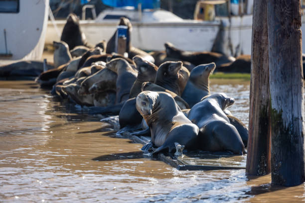 High quality stock photos of sea lions  in the Monterey Bay and Elkhorn Slough