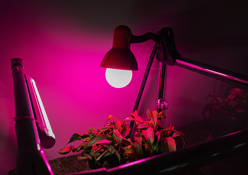 Electric LED lamp for growing domestic plants and flowers.