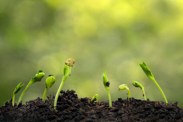 istock Nine Squash Sprouts Growing Towards The Sun With Copy Space 1475619007