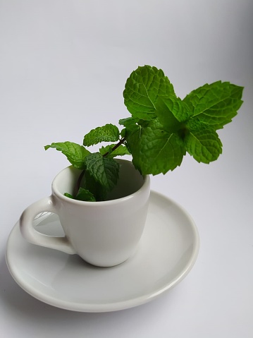 white cup on saucer with mint branch on white background