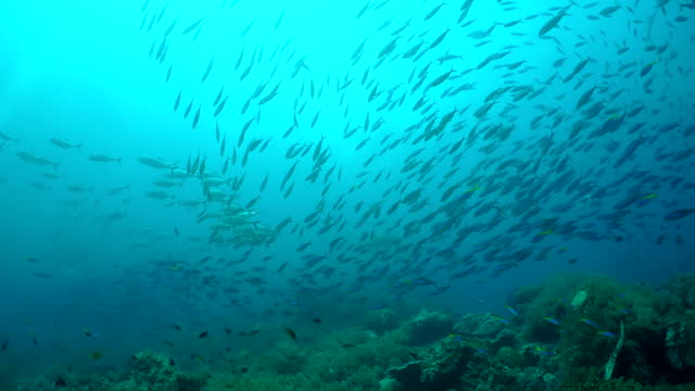 A herd of schooling fish in clear water during daytime.