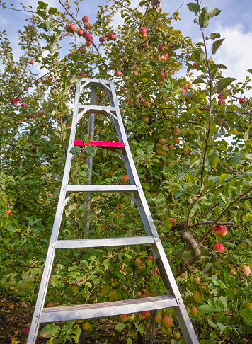 Rows and rows of ripe apples on trees at an apple orchard in Bucks County, Pennsylvania were ripe for picking .An orchard is an intentional plantation of trees or shrubs that is maintained for food production. Orchards comprise fruit- or nut-producing trees which are generally grown for commercial production. Orchards are also sometimes a feature of large gardens, where they serve an aesthetic as well as a productive purpose.[1] A fruit garden is generally synonymous with an orchard, although it is set on a smaller non-commercial scale and may emphasize berry shrubs in preference to fruit trees. Most temperate-zone orchards are laid out in a regular grid, with a grazed or mown grass or bare soil base that makes maintenance and fruit gathering easy.\n\nMost orchards are planted for a single variety of fruit. While the importance of introducing biodiversity is recognized in forest plantations, it would seem to be beneficial to introduce some genetic diversity in orchard plantations as well by interspersing other trees through the orchard. Genetic diversity in an orchard would provide resilience to pests and diseases just as in forests.[2]\n\nOrchards are sometimes concentrated near bodies of water where climatic extremes are moderated and blossom time is retarded until frost danger is past.(wikkipedia)