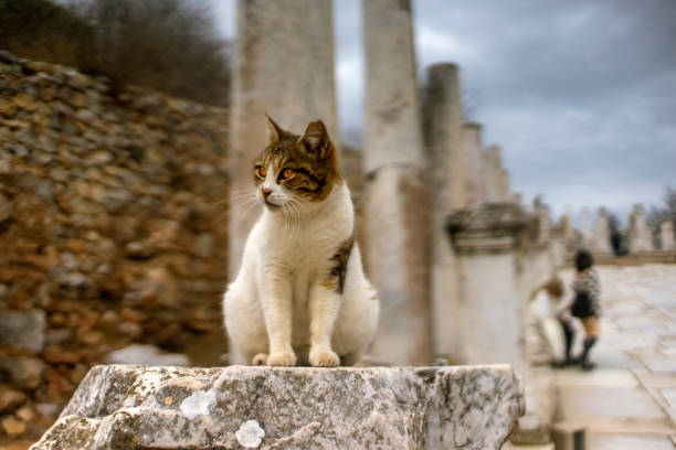 istock Stray Cat Sitting On the Antique Wall 1475624290
