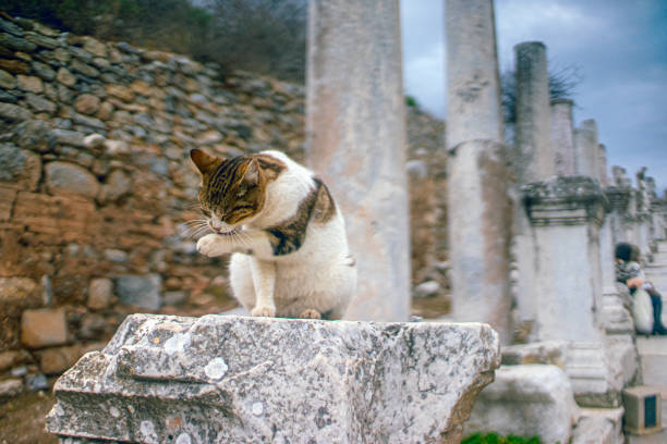istock Stray Cat Sitting On the Antique Wall 1475624404