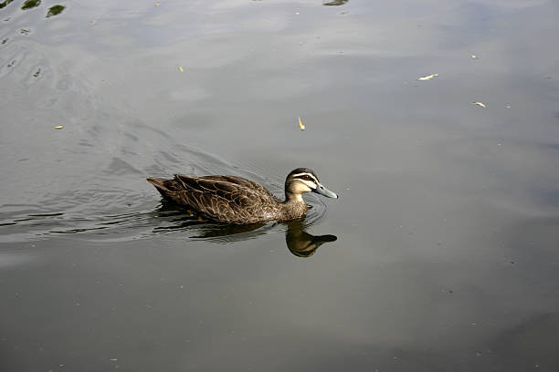 Floating duck.
