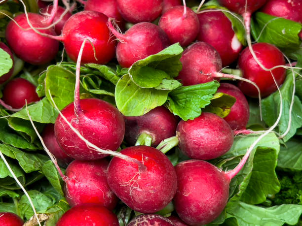 istock Fresh Red Radishes Close Up 1475626815