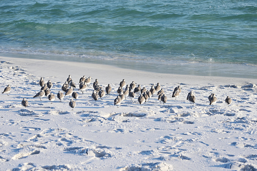 Flock of sandpipers or sanderlings huddled on the beach.