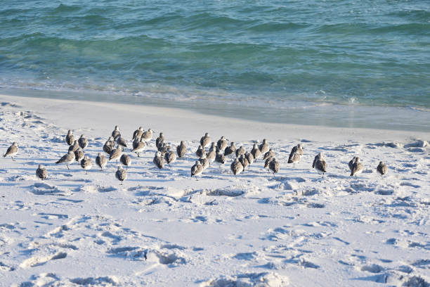 Birds on the Beach Flock of sandpipers or sanderlings huddled on the beach. sanderling calidris alba stock pictures, royalty-free photos & images