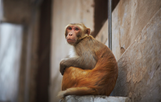 The Toque Macaque Monkey near Sigirya Lion Rock in Sri Lanka