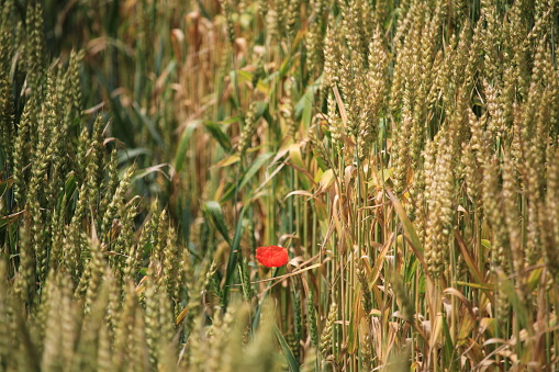 In summer ripe wheat become golden.  Red poppies often grow in the wheat field