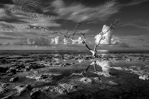 Dead tree on the rocky coast of the Florida Keys
