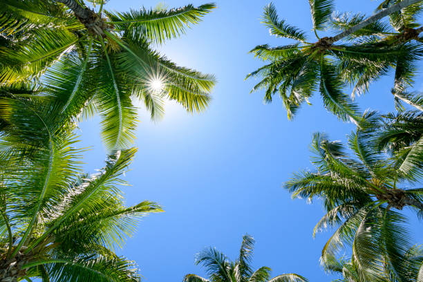 ヤシの木と青空 - palm tree tree summer sky ストックフォトと画像