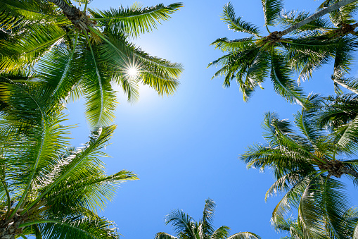 Coconut tree and blue sky background.