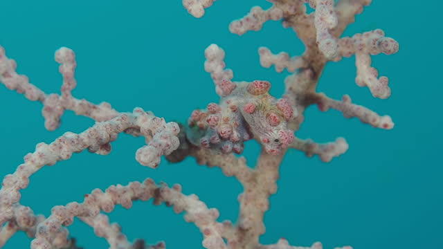 A pygmy seahorse macro.