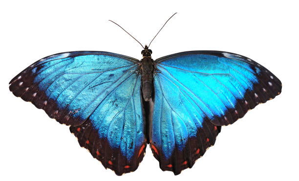istock A bright blue butterfly isolated on a pure white background 1475632041