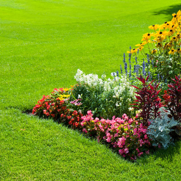 istock A bright flowers on the green lawn. 1475632137